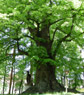 Gurreho l�pa