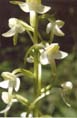 Vemenk zelenav (Platanthera chlorantha) (foto: Vydrov Alena, 2003)