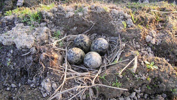 čejčí hnízdo čejčí hnízdo