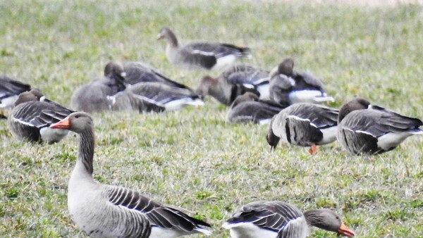 Husy velké a běločelé Husy velké a běločelé