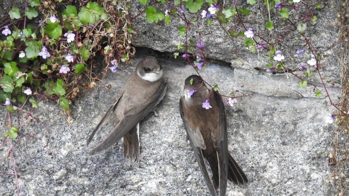 Břehule na zdi Břehule na zdi