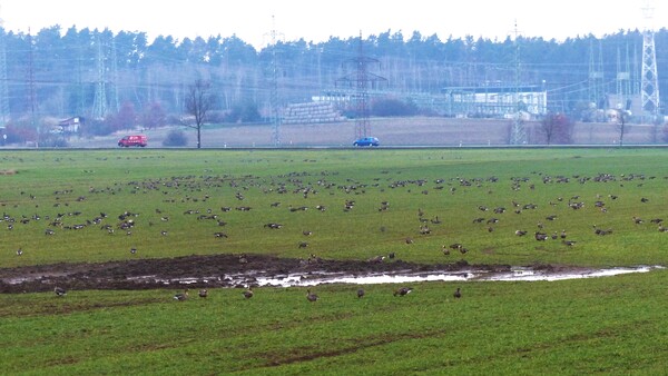 Husy u Dasného na poli uprava Husy u Dasného na poli uprava