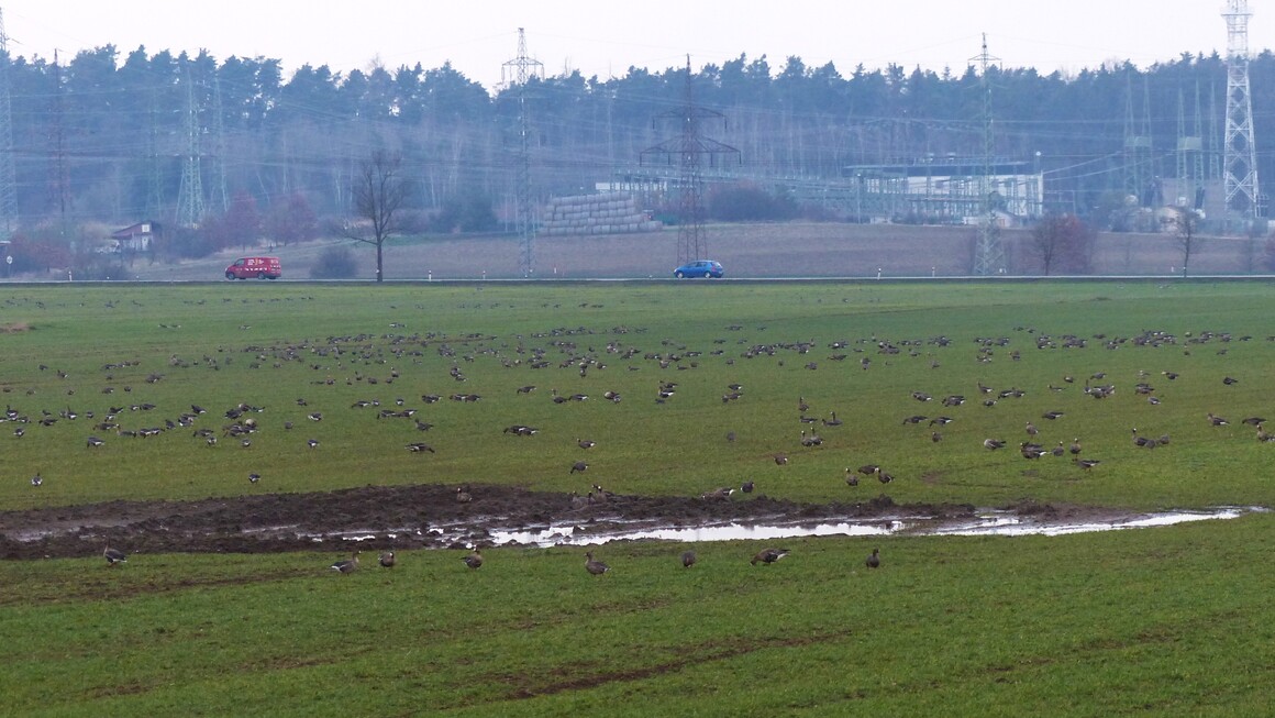 Husy u Dasného na poli Husy u Dasného na poli