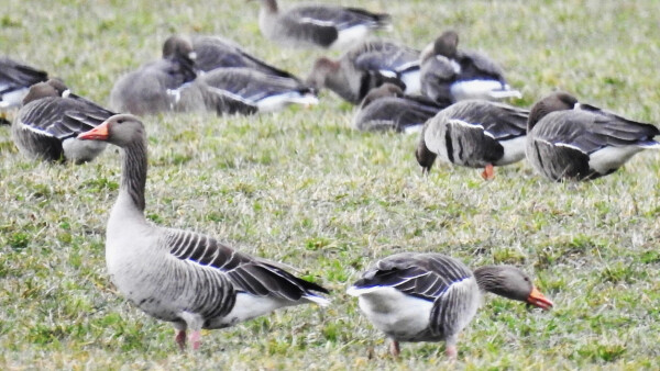 Husy na trávě Husy na trávě