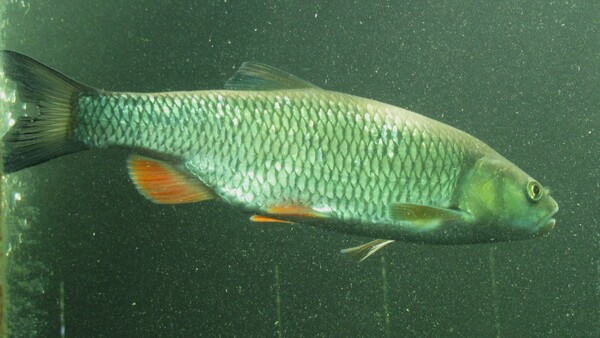 Jelec tloušť Jelec tloušť