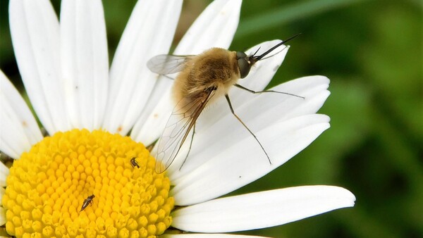 kopretina, hmyz kopretina, hmyz