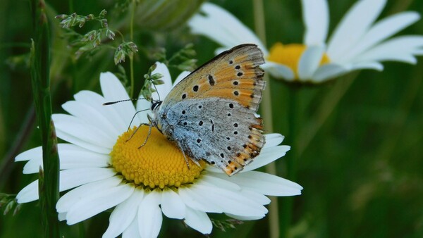 kopretina, motýl kopretina, motýl