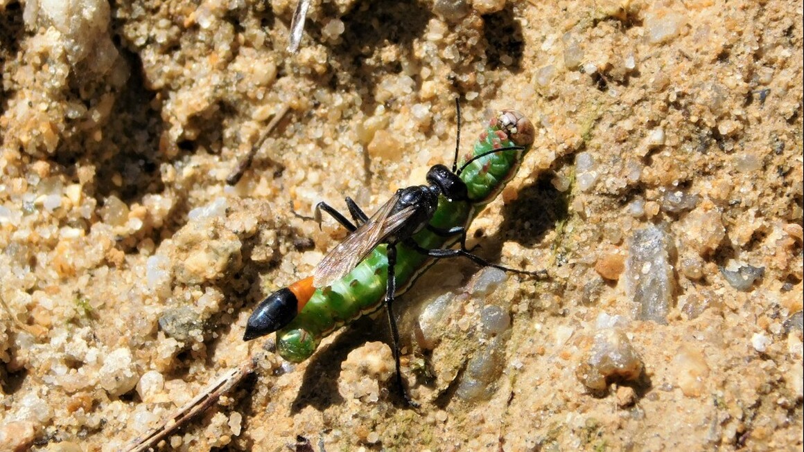 Kutilka s housenkou Kutilka s housenkou