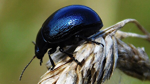 mandelinka rudokřídlá 2 mandelinka rudokřídlá 2