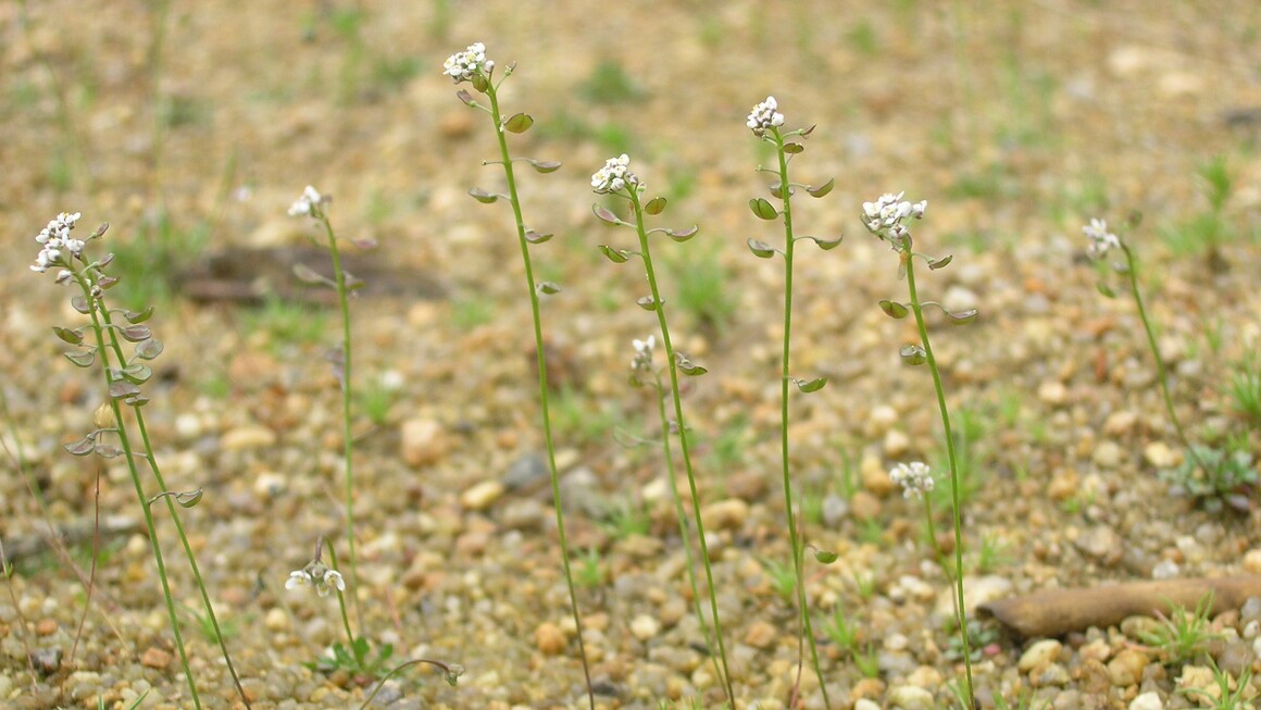 nahoprutka nahoprutka