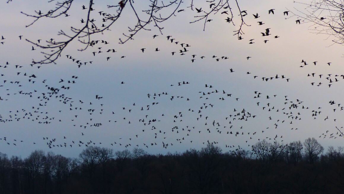 lwtící husy u Dasného II lwtící husy u Dasného II
