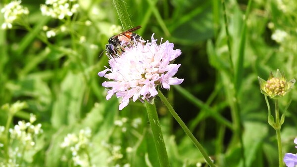Pískorypka chrastavcová 1 Pískorypka chrastavcová 1