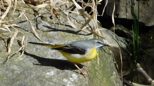 Konipas horský 2 Konipas horský 2