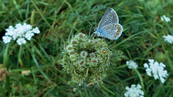 trávník, motýl trávník, motýl