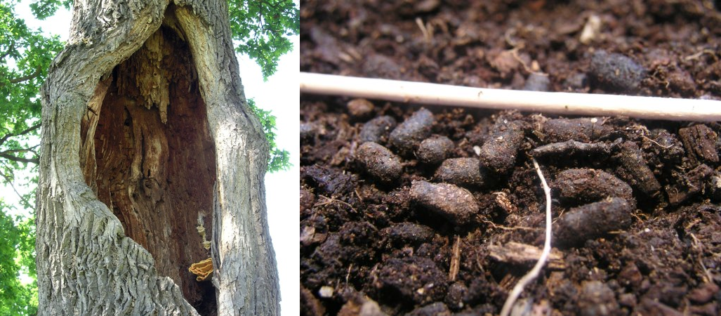 Biotop a trus páchníka hnědého v porovnání se špejlí